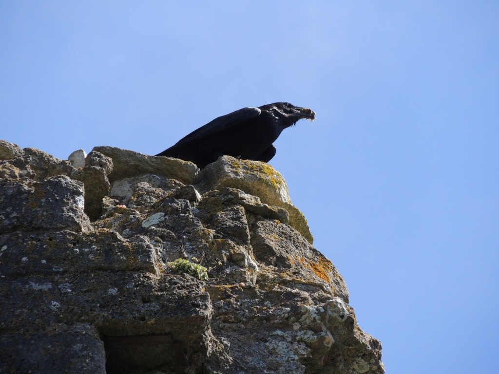 Raven Overlooking