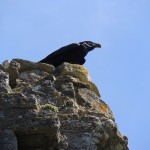Raven Overlooking