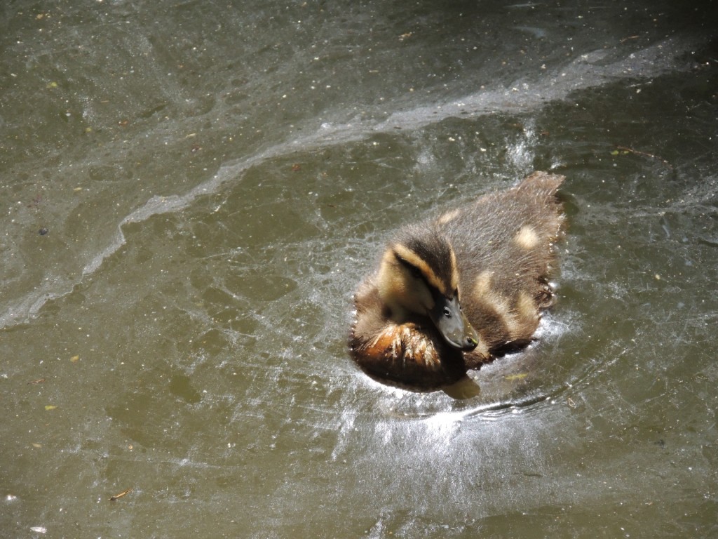 Tiverton Canal Duckling