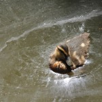 Tiverton Canal Duckling