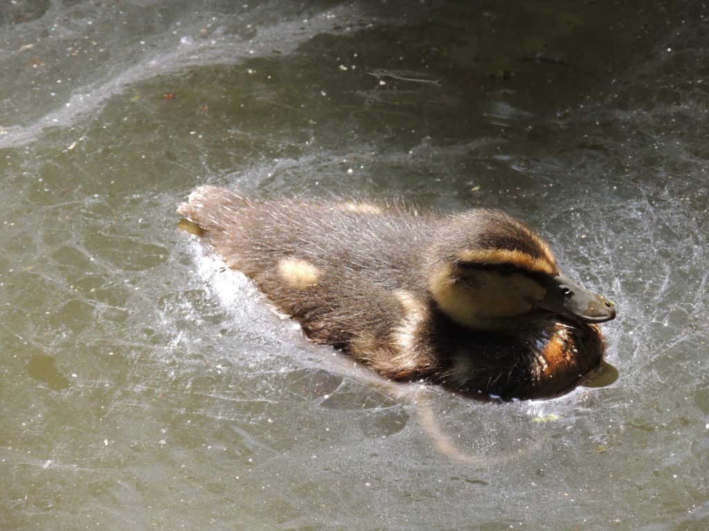 Tiverton Canal Duckling Swimming