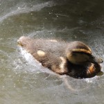 Tiverton Canal Duckling Swimming