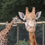 Giraffe Whispering