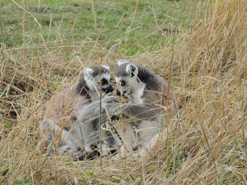 Lemurs Scheming