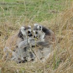 Lemurs Scheming