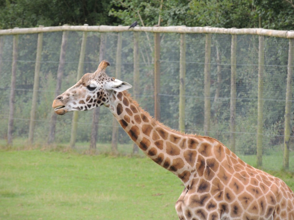 Longleat Giraffe