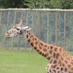 Longleat Giraffe