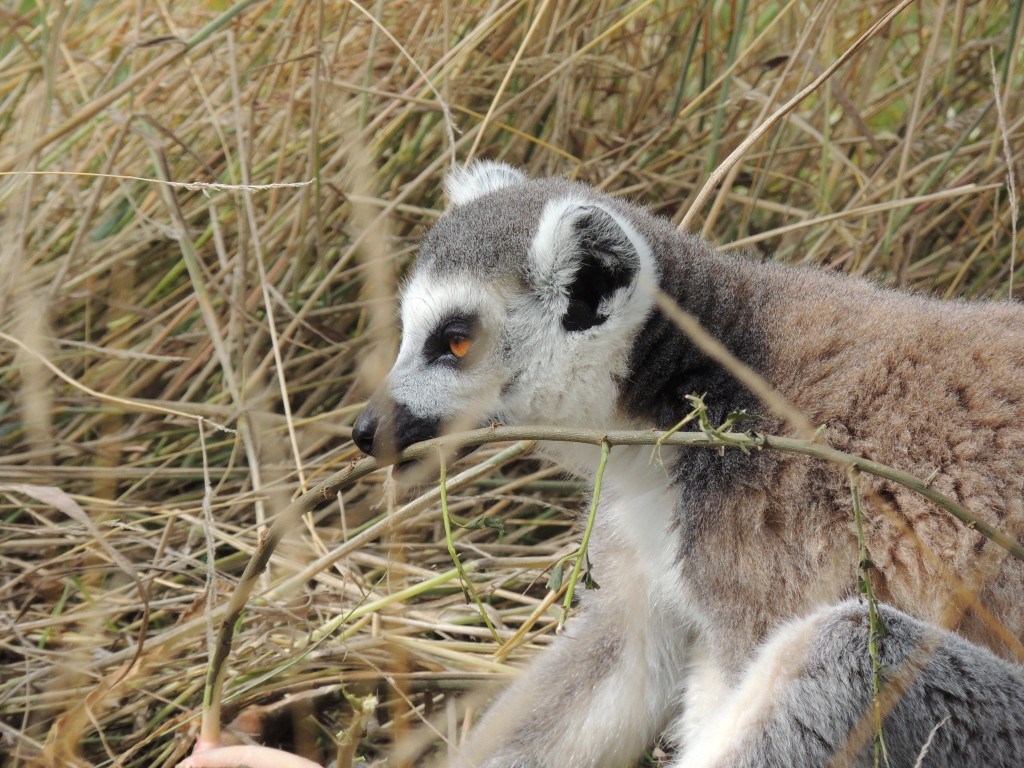 Longleat Lemur Close-up