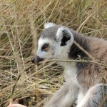 Longleat Lemur Close-up