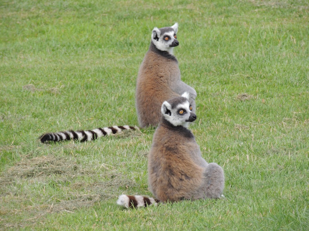 Longleat Lemurs