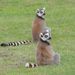 Longleat Lemurs