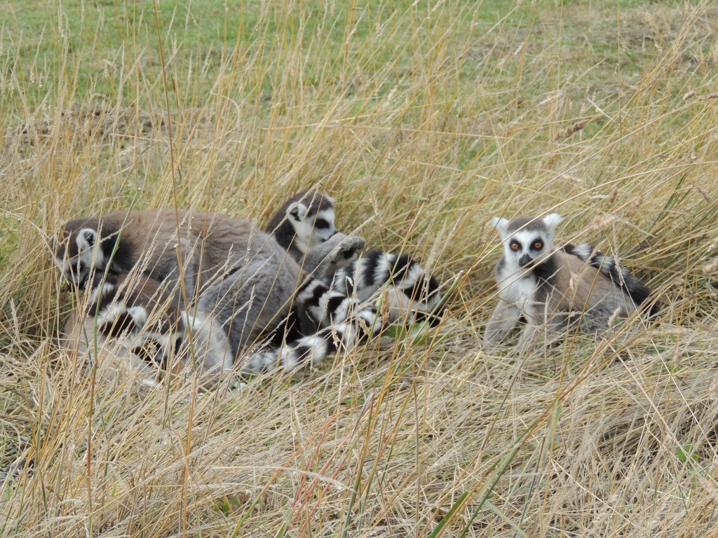 Longleat Lemurs in Grass