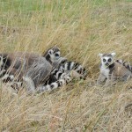 Longleat Lemurs in Grass