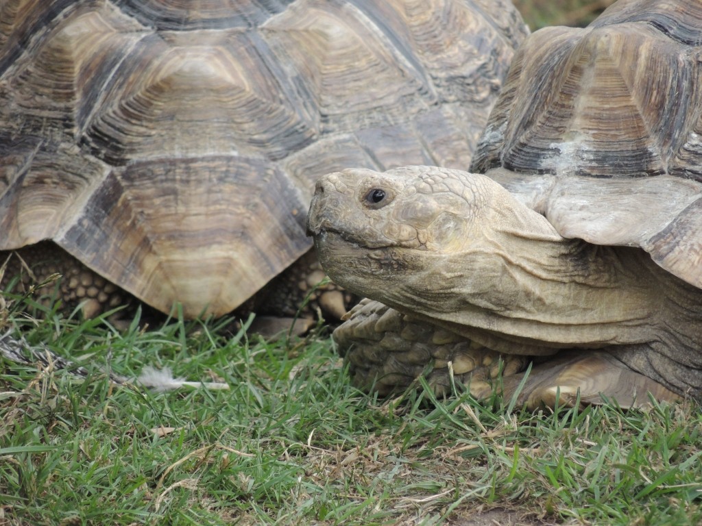 Longleat Tortoise Close-up