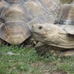 Longleat Tortoise Close-up