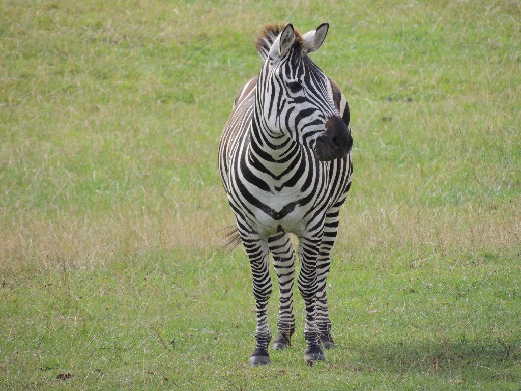 Longleat Zebra