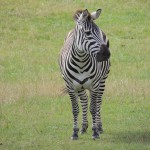 Longleat Zebra