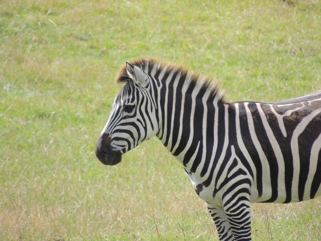 Longleat Zebra Close-up