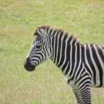 Longleat Zebra Close-up