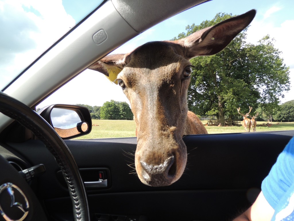 Deer In Car