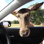 Deer In Car