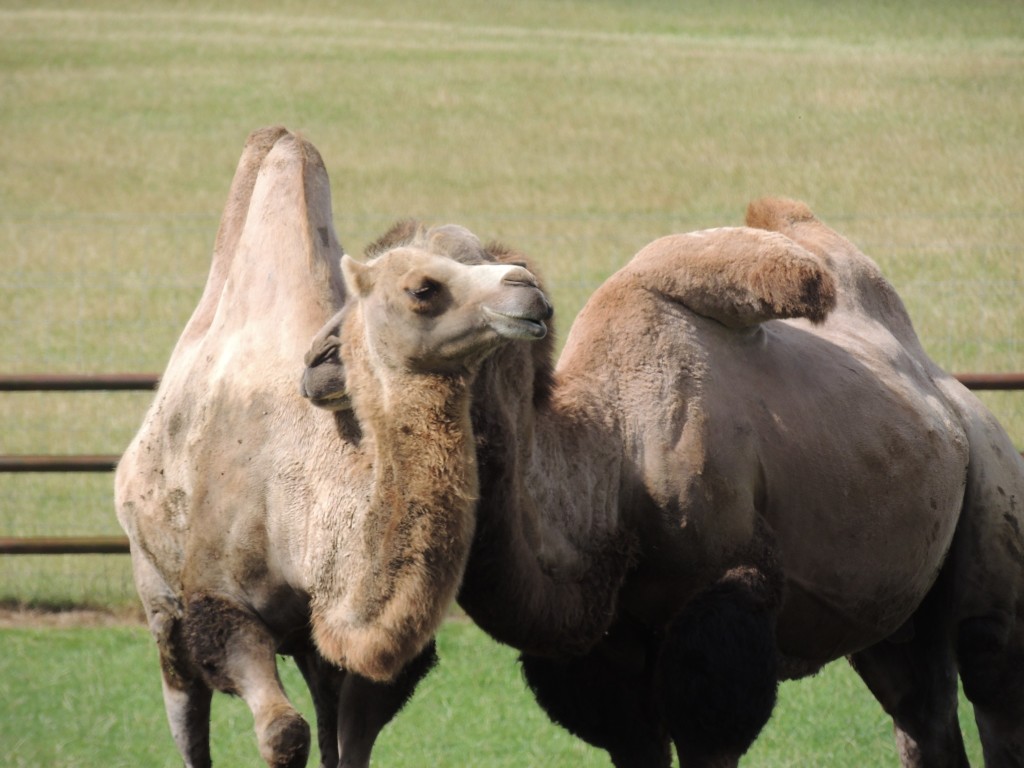 Longleat Camel Headrest