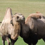 Longleat Camel Headrest