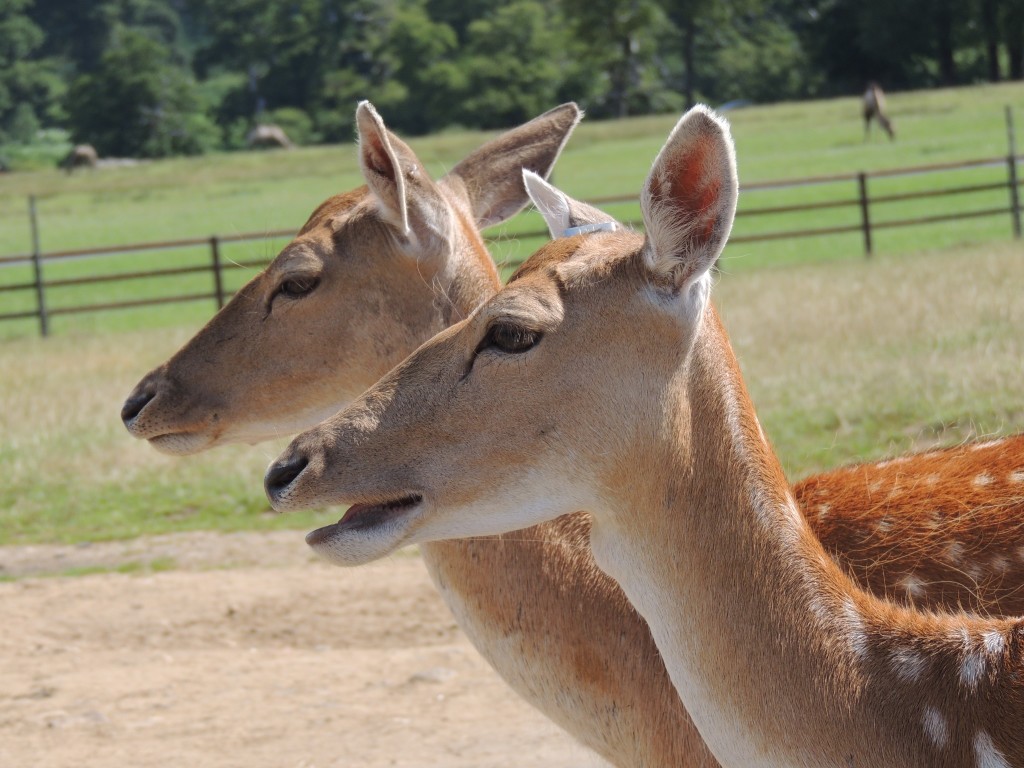 Longleat Deer