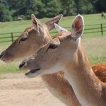 Longleat Deer