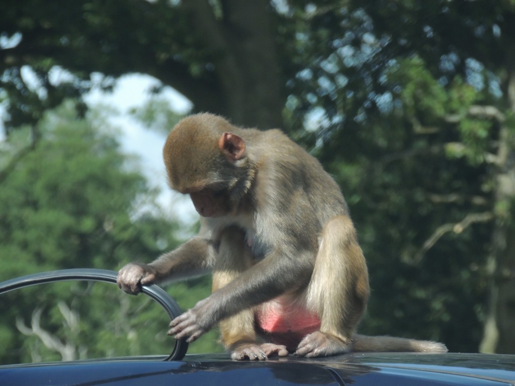 Longleat Monkey Pulling Car Rubber