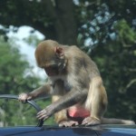 Longleat Monkey Pulling Car Rubber