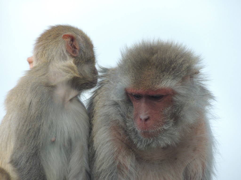 Longleat Monkey Whispering