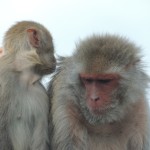 Longleat Monkey Whispering