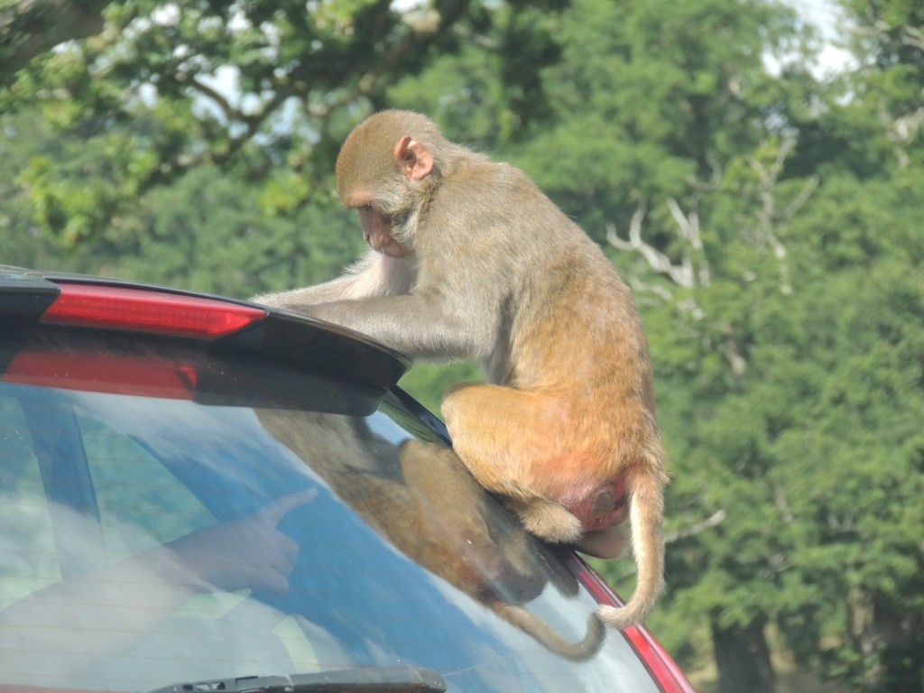 Longleat Monkey on Back of Car