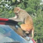 Longleat Monkey on Back of Car