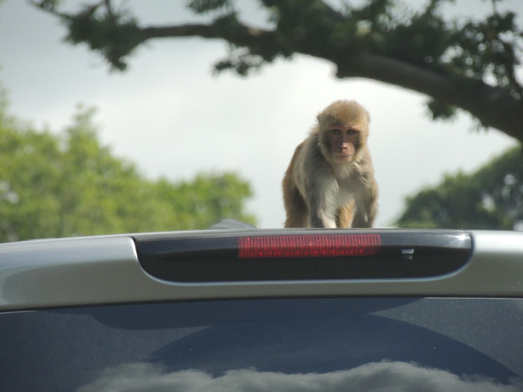 Longleat Monkey on Car