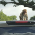 Longleat Monkey on Car