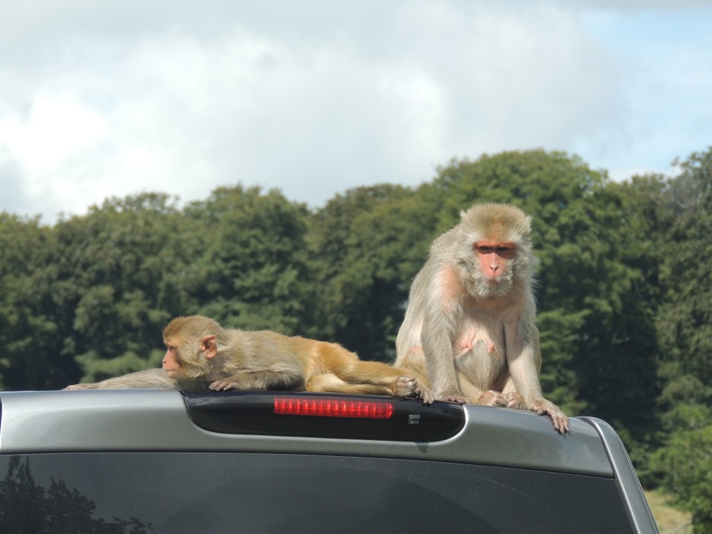 Longleat Monkey on Car Reaching