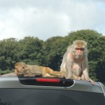 Longleat Monkey on Car Reaching