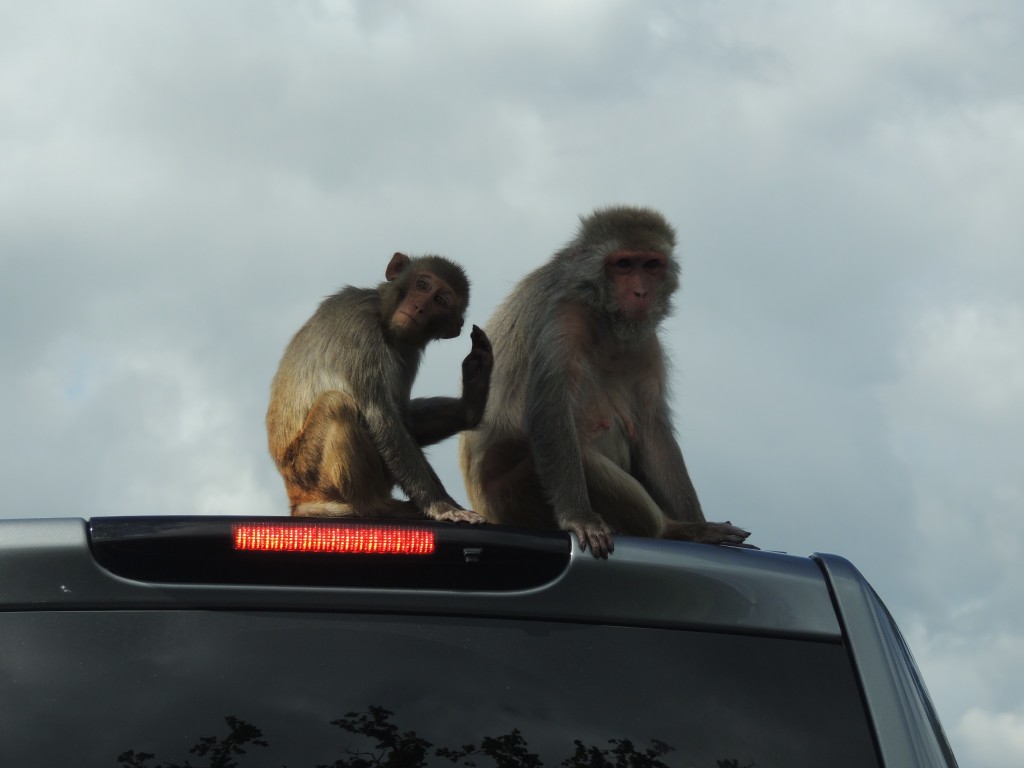 Longleat Monkeys on Car