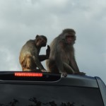 Longleat Monkeys on Car