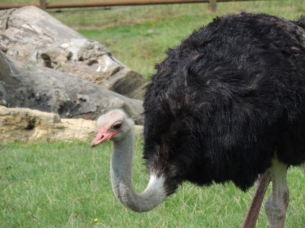 Longleat Ostrich