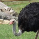 Longleat Ostrich