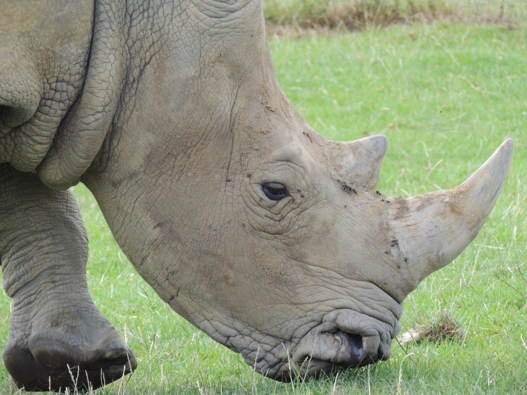 Longleat Rhino Close Up