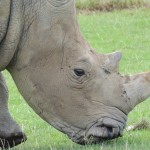 Longleat Rhino Close Up