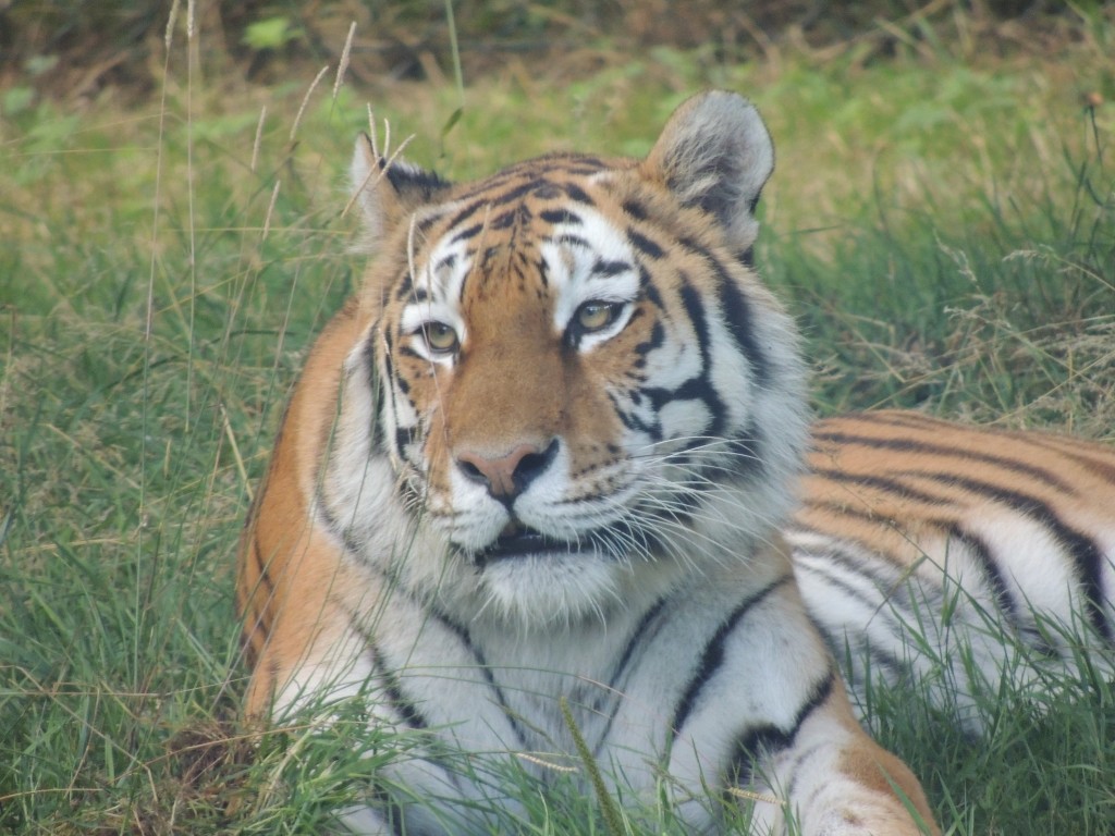 Longleat Tiger