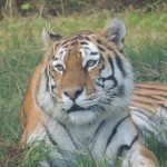 Longleat Tiger