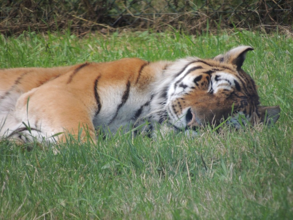 Longleat Tiger Sleeping