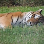 Longleat Tiger Sleeping