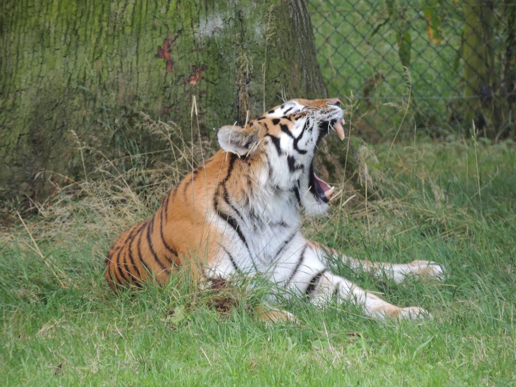 Longleat Tiger Yawn